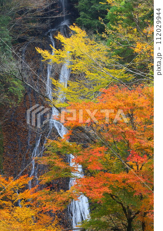 紅葉の常光寺の滝(宮崎県高千穂町) 紅葉の常光寺の滝(宮崎県高千穂町) 112029944