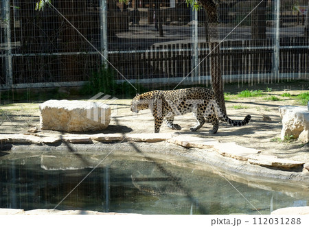 Persian leopard (Latin - Panthera pardus saxicolor) Persian leopard (Latin - Panthera pardus saxicolor) 112031288