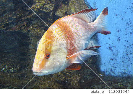 センネンダイ 112031344