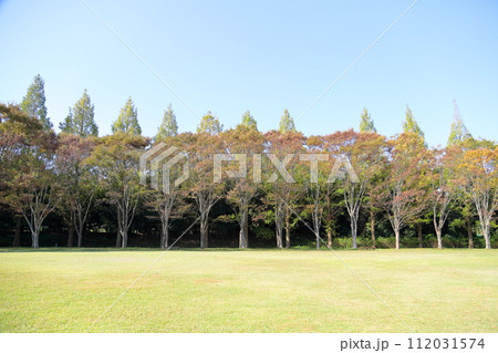 秋の公園 色づく雑木林 秋の公園 色づく雑木林 112031574