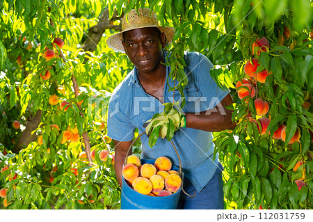 Happy african american gardener holding harvested peaches Happy african american gardener holding harvested peaches 112031759