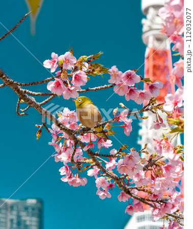 サクジロー 東京タワーと河津桜とメジロ サクジロー 東京タワーと河津桜とメジロ 112032077