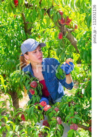 Female farmer picking peaches in fruit orchard 112032136