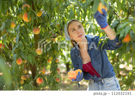 Young workwoman harvesting organic peaches in farm garden 112032191