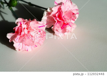 赤いカーネーションの花 生花 背景 赤いカーネーションの花 生花 背景 112032448