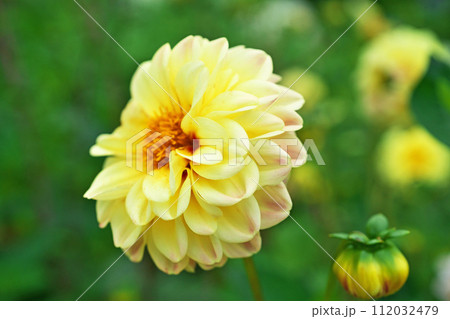 黄色いダリアの花（夏、六月） 112032479