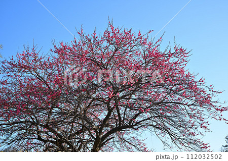 早春の訪れ 紅梅 青空バック    早春の訪れ 紅梅 青空バック    112032502