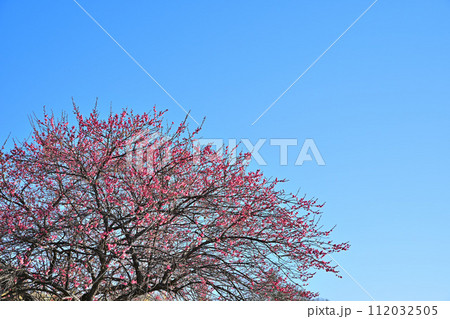 早春の訪れ 紅梅 青空バック 早春の訪れ 紅梅 青空バック 112032505