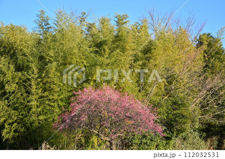 早春の訪れ 紅梅 八重咲 早春の訪れ 紅梅 八重咲 112032531