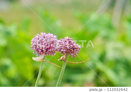 ピンクの丸いニンニクの花(夏、六月) ピンクの丸いニンニクの花(夏、六月) 112032642