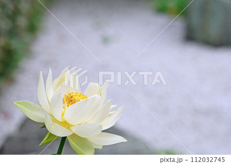 白い蓮の花(夏、六月) 白い蓮の花(夏、六月) 112032745