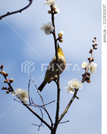 メジロと梅の花 メジロと梅の花 112032837