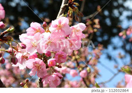 2月に咲くカワヅザクラ(河津桜) 2月に咲くカワヅザクラ(河津桜) 112032864