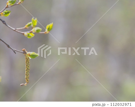 白樺の雄花（一つ） 112032971