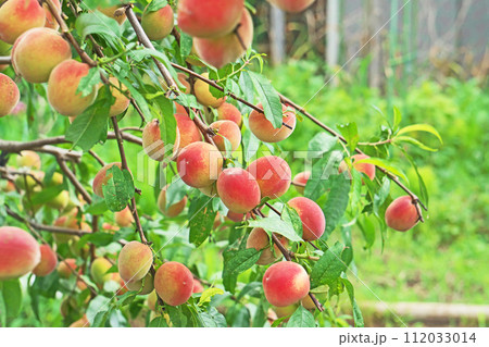 野菜畑の桃木になるモモの実(夏、六月) 野菜畑の桃木になるモモの実(夏、六月) 112033014