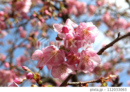 2月に咲くカワヅザクラ(河津桜) 2月に咲くカワヅザクラ(河津桜) 112033063