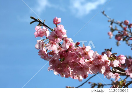 2月に咲くカワヅザクラ（河津桜） 112033065