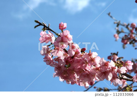2月に咲くカワヅザクラ（河津桜） 112033066
