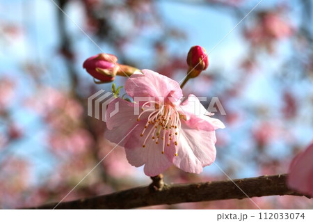 2月に咲くカワヅザクラ（河津桜） 112033074