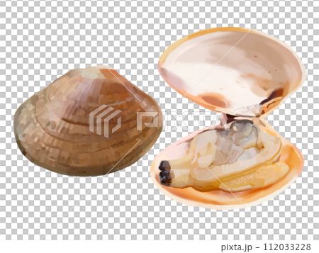 Clams (closed and opened) Clams (closed and opened) 112033228