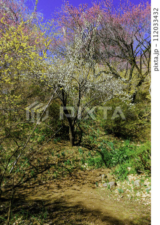 梅林の散歩道（縦） 112033432