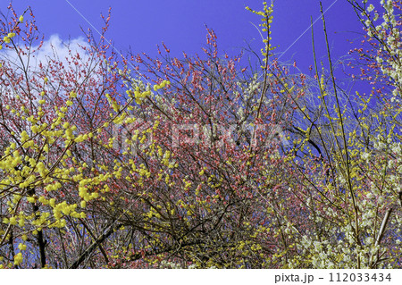 三色の梅林 112033434