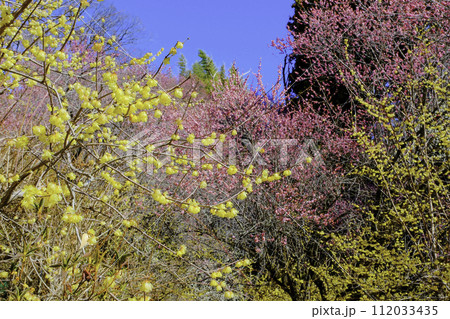 蝋梅と紅梅の競演 112033435