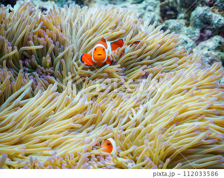 嘉比島の素晴らしいサンゴ礁の美しいイソギンチャクと可愛いカクレクマノミ（クマノミ亜科）の一家。  沖 112033586