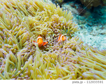 嘉比島の素晴らしいサンゴ礁の美しいイソギンチャクと可愛いカクレクマノミ（クマノミ亜科）の一家。  沖 112033591