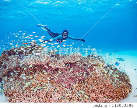 素晴らしいサンゴ礁と美しいデバスズメダイ他の群れとダイバー(沖縄県島尻郡慶良間諸島阿嘉島北浜ビーチ沖 素晴らしいサンゴ礁と美しいデバスズメダイ他の群れとダイバー(沖縄県島尻郡慶良間諸島阿嘉島北浜ビーチ沖 112033598