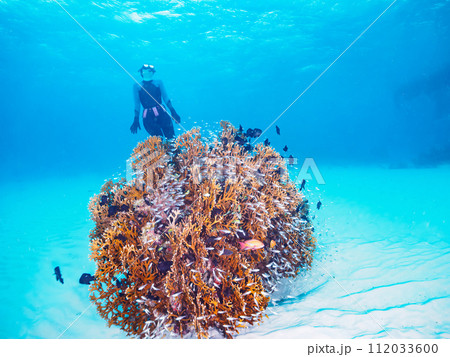 素晴らしいサンゴ礁と美しいスカシテンジクダイ他の群れとダイバー（沖縄県島尻郡慶良間諸島阿嘉島北浜ビー 112033600