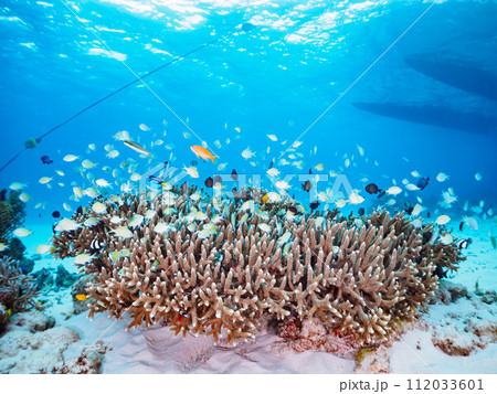 素晴らしいサンゴ礁と美しいデバスズメダイ他の群れとダイバー(沖縄県島尻郡慶良間諸島阿嘉島北浜ビーチ沖 素晴らしいサンゴ礁と美しいデバスズメダイ他の群れとダイバー(沖縄県島尻郡慶良間諸島阿嘉島北浜ビーチ沖 112033601