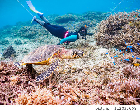素晴らしいサンゴ礁と可愛いタイマイとダイバー（沖縄県島尻郡慶良間諸島座間味島阿真ビーチ） 112033608