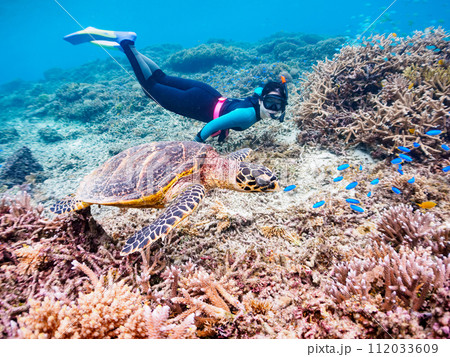 素晴らしいサンゴ礁と可愛いタイマイとダイバー(沖縄県島尻郡慶良間諸島座間味島阿真ビーチ) 素晴らしいサンゴ礁と可愛いタイマイとダイバー(沖縄県島尻郡慶良間諸島座間味島阿真ビーチ) 112033609