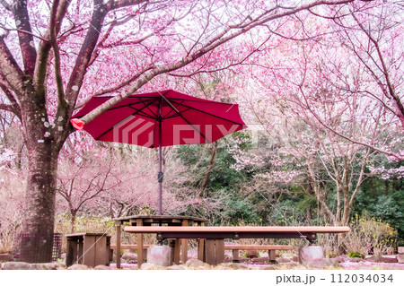 桜の中にある赤い傘 112034034