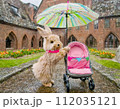 雨の中、傘を持ってベビーカーを押しているうさぎ 112035121