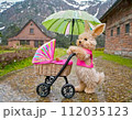 雨の中、傘を持ってベビーカーを押しているうさぎ 112035123