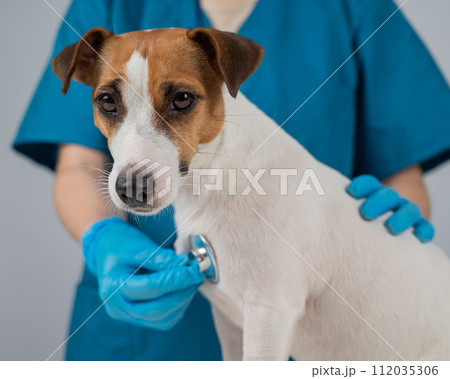 A veterinarian listens to the heartbeat of a Jack Russell Terrier dog. 112035306