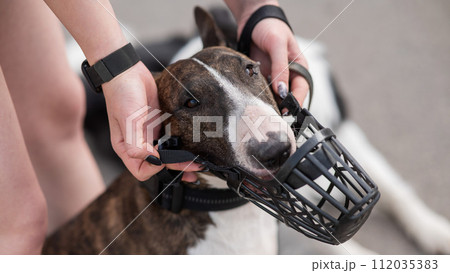 The owner puts a muzzle on a bull terrier dog on a walk outdoors. 112035383