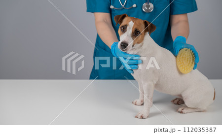 A veterinarian brushes a dog with a silicone brush. Jack Russell Terrier in a muzzle during grooming. A veterinarian brushes a dog with a silicone brush. Jack Russell Terrier in a muzzle during grooming. 112035387
