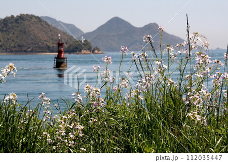 来島海峡のハマダイコン 112035447