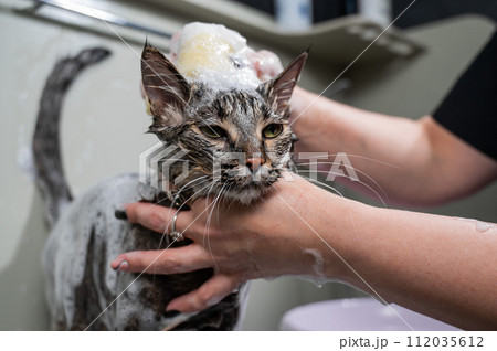Woman shampooing a tabby gray cat in a grooming salon. Woman shampooing a tabby gray cat in a grooming salon. 112035612
