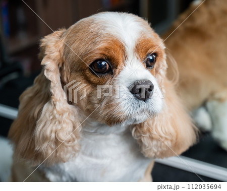 Portrait of a Cavalier King Charles Spaniel in a grooming salon. Portrait of a Cavalier King Charles Spaniel in a grooming salon. 112035694