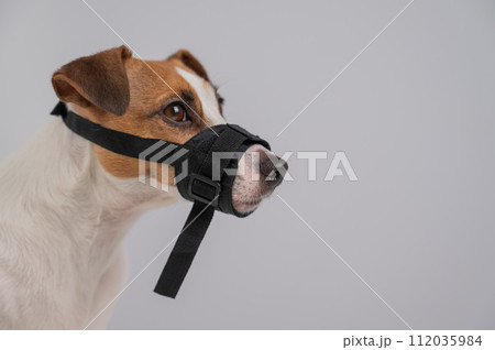 Jack Russell Terrier dog in a rag muzzle on a white background. Jack Russell Terrier dog in a rag muzzle on a white background. 112035984