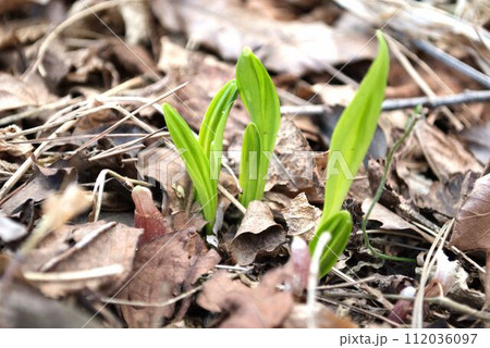 春の訪れを告げる行者ニンニクの芽 112036097
