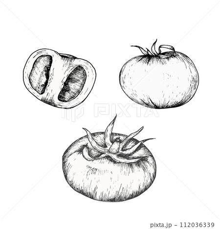 Vector fresh vegetables illustration. Hand drawn ink graphics food illustration of tomato and pieces with leaves for textile, packing, menu, restaurant design 112036339