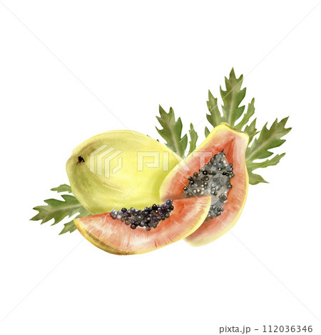 Watercolor hand drawn tropical papaya fruits composition. Hand drawn food illustration, exotic orange ripe wit leaves for cocktail, cafe, label, logo, packing design. 112036346