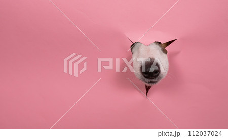 Funny dog jack russell terrier tore his nose pink paper background.  112037024