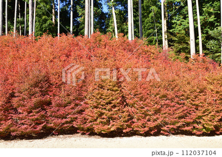 呑山観音寺の紅葉　福岡県糟屋郡篠栗町 112037104