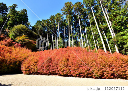 呑山観音寺の紅葉　福岡県糟屋郡篠栗町 112037112